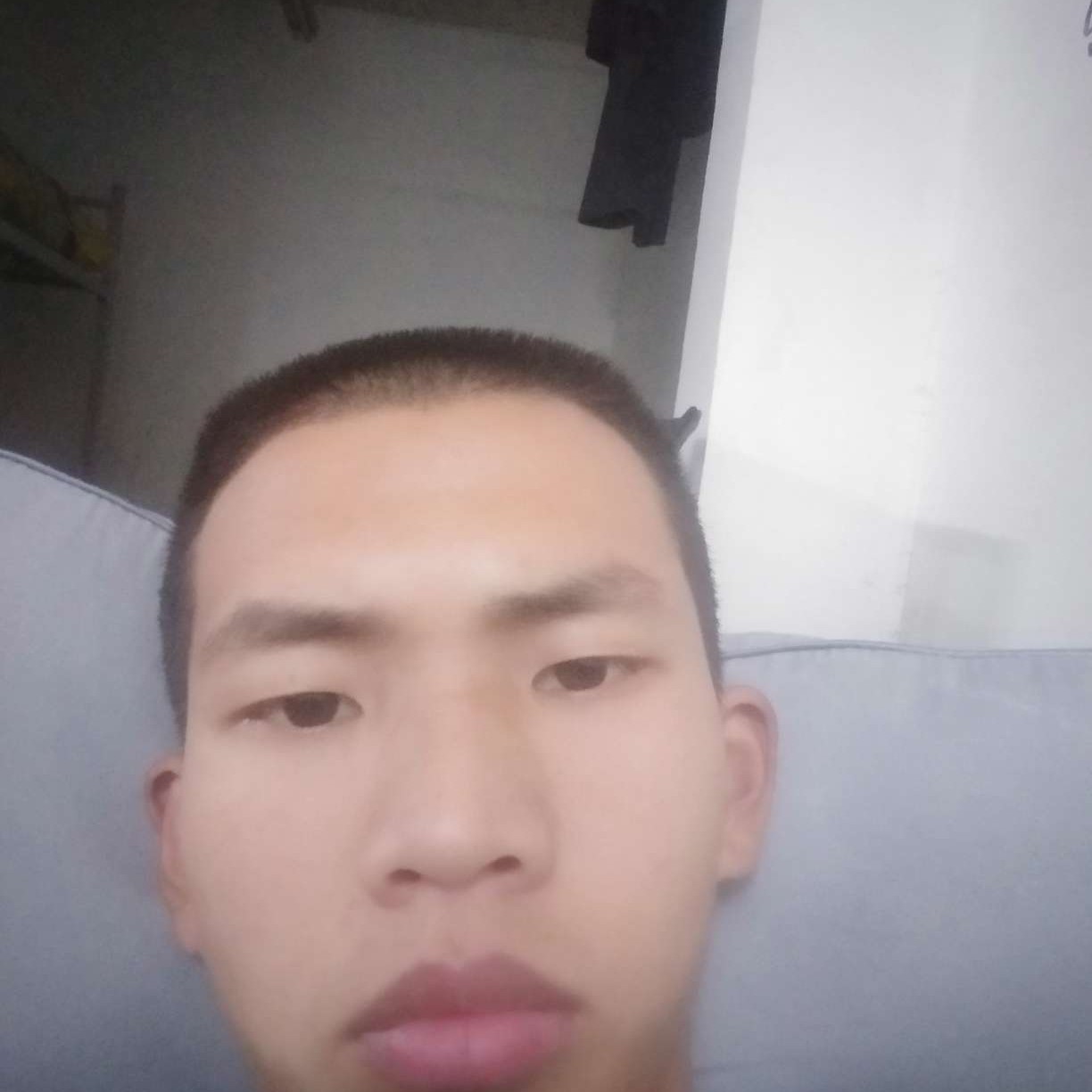 野性就含羞草的照片