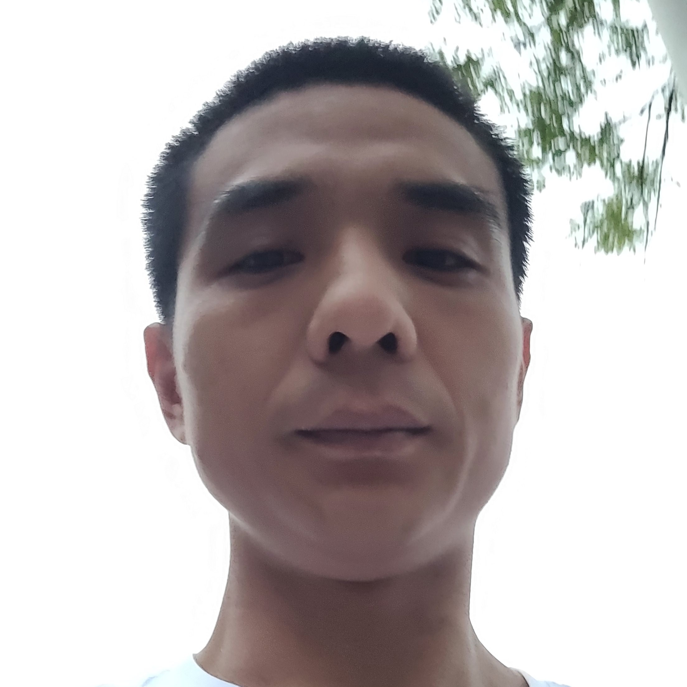 倒拔垂杨柳的照片