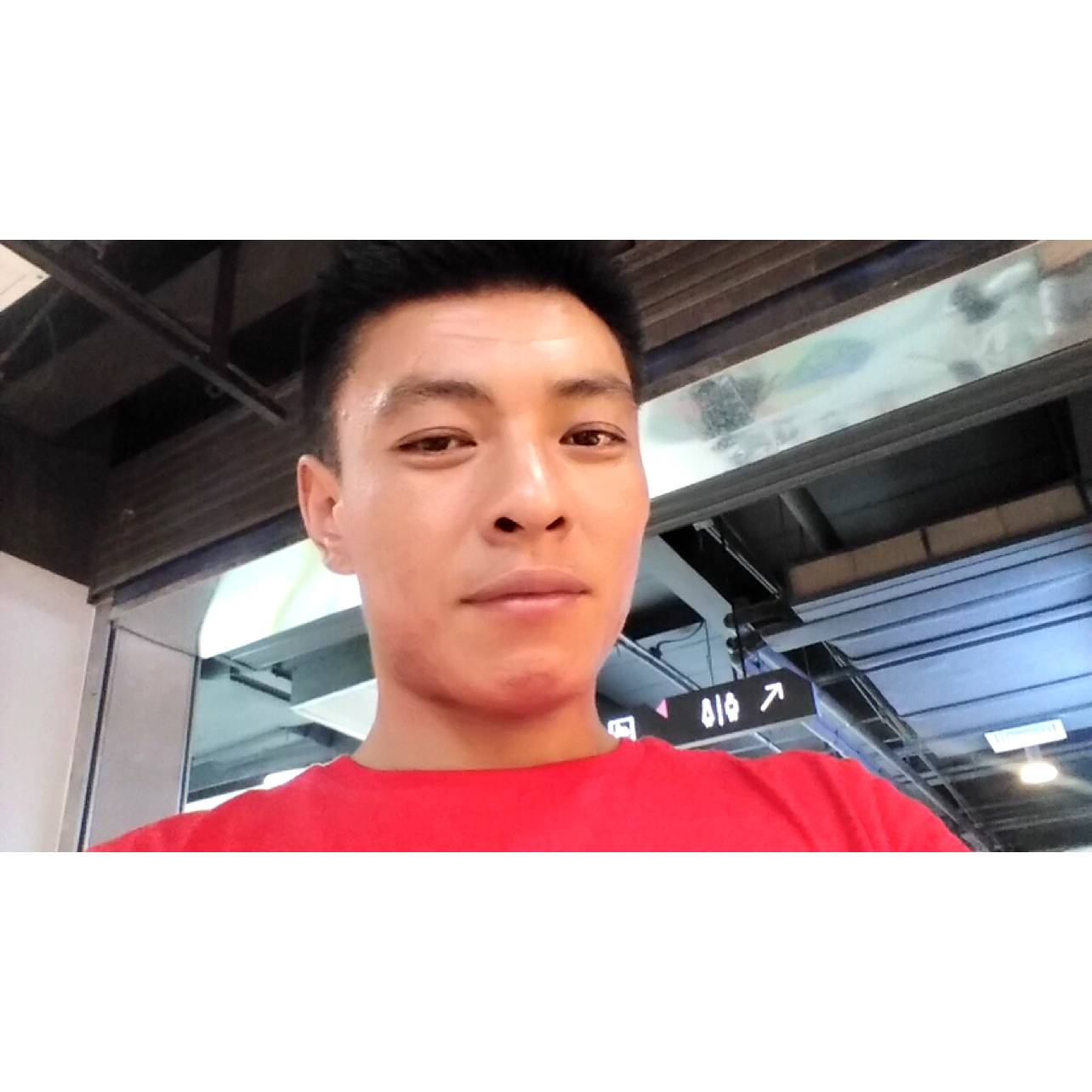 丢猪的照片