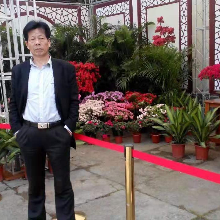 含羞草笑单纯的照片