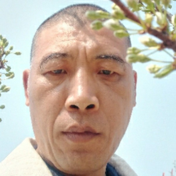 冷落的狼的照片