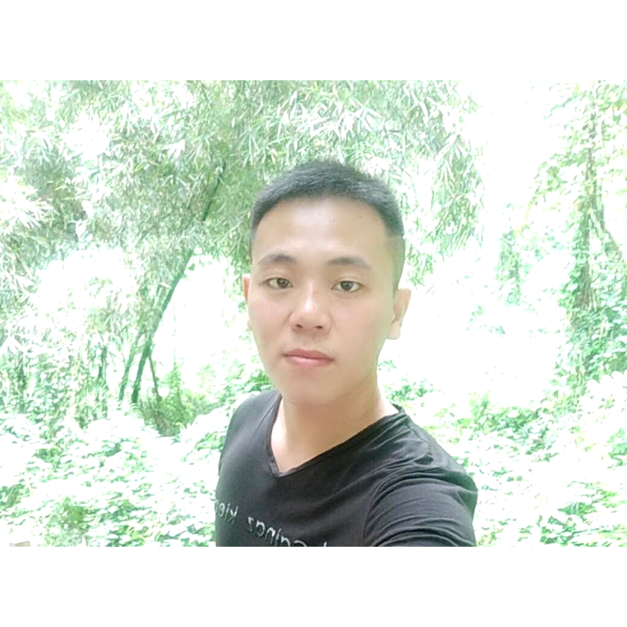 含羞草风中的照片