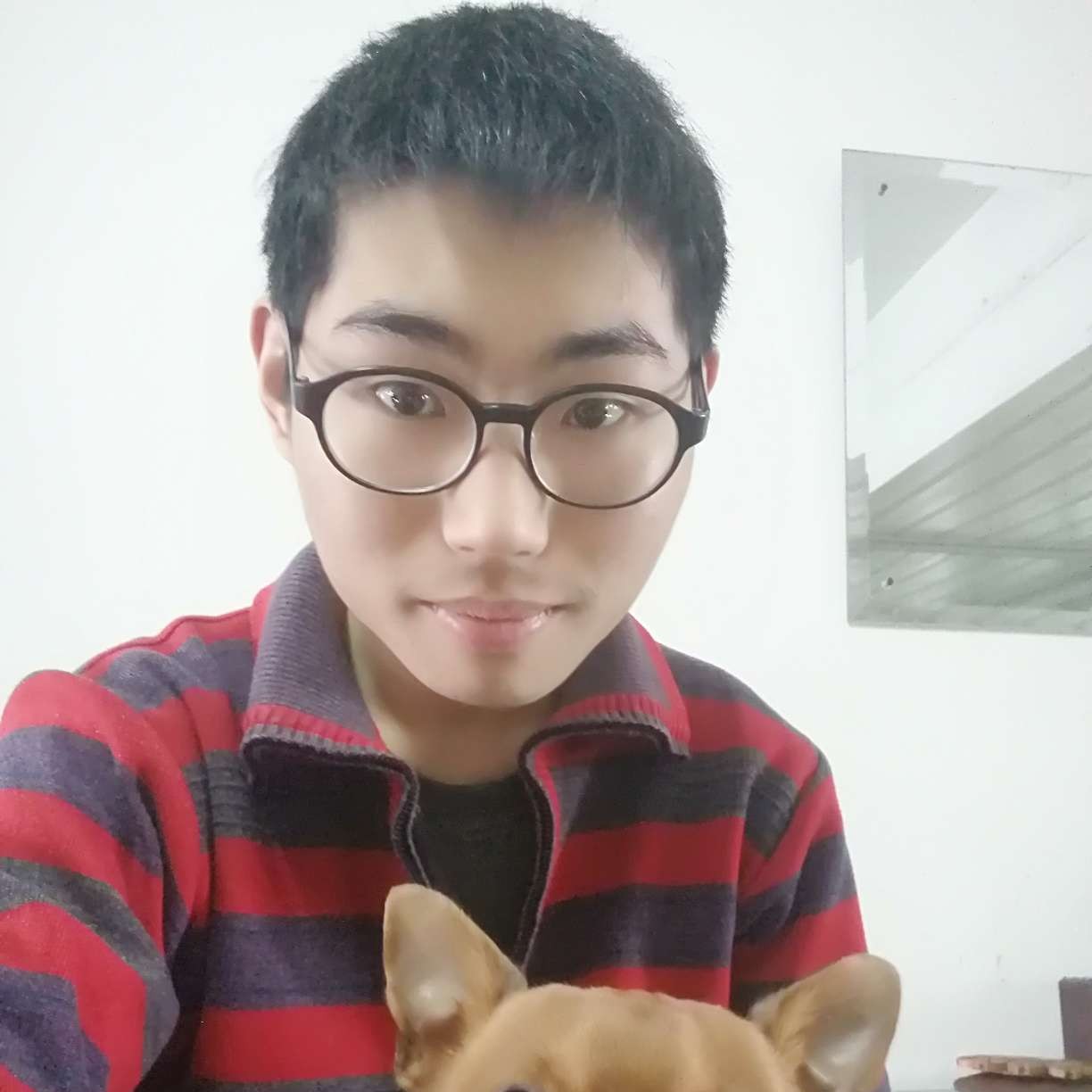 九只汤姆猫的照片