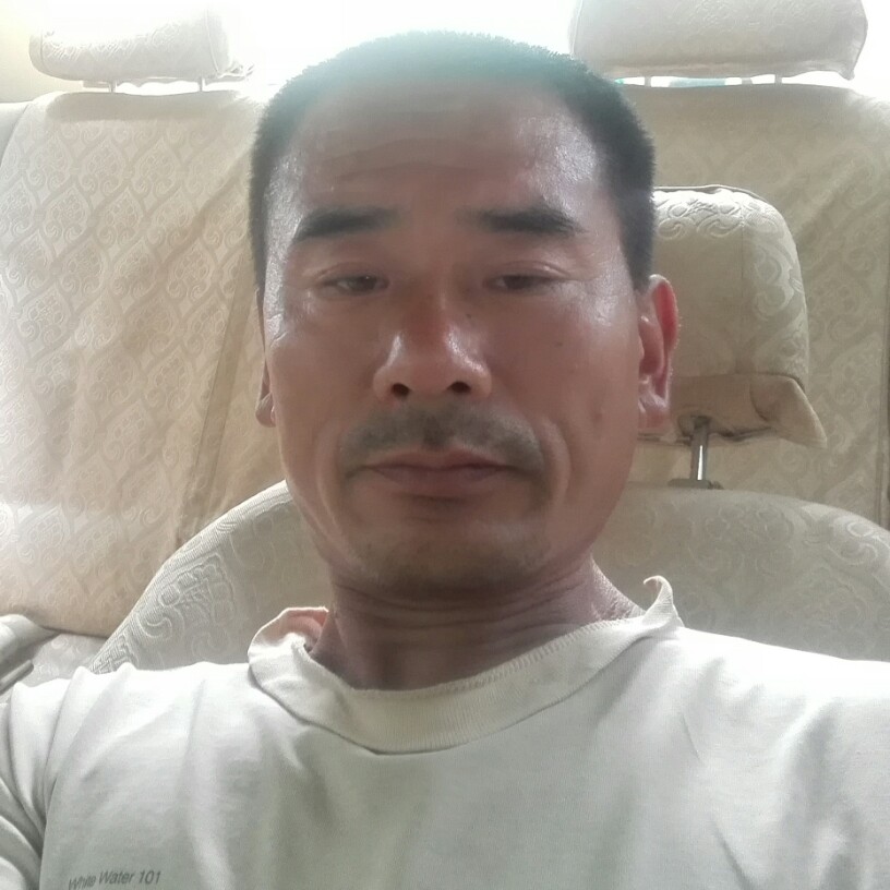 大雁扯优美的照片
