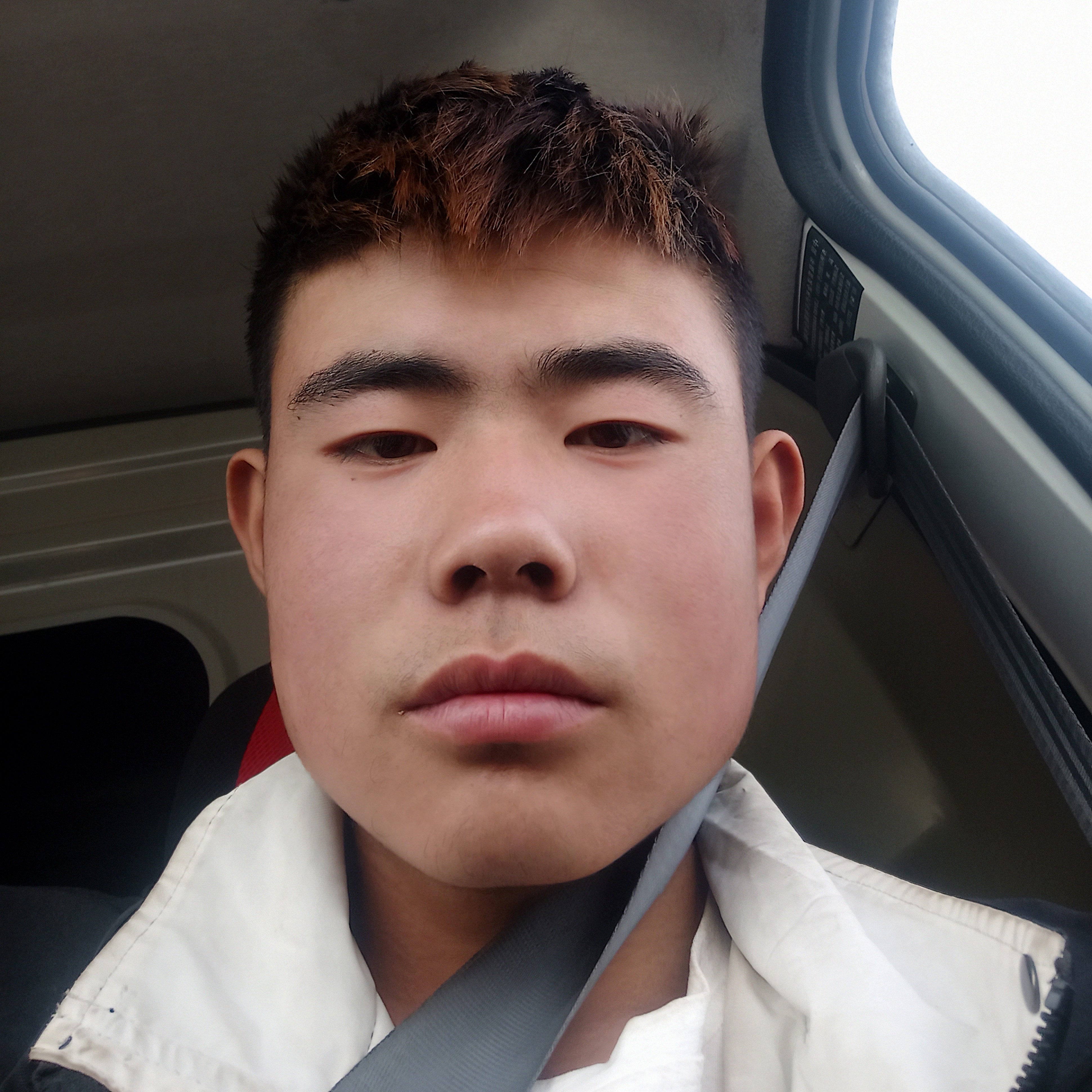 狗苗条的照片