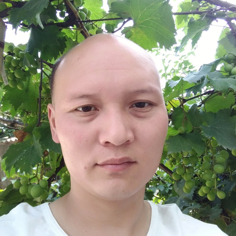 红玫瑰迷人的照片