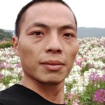 夏天的风叶的照片