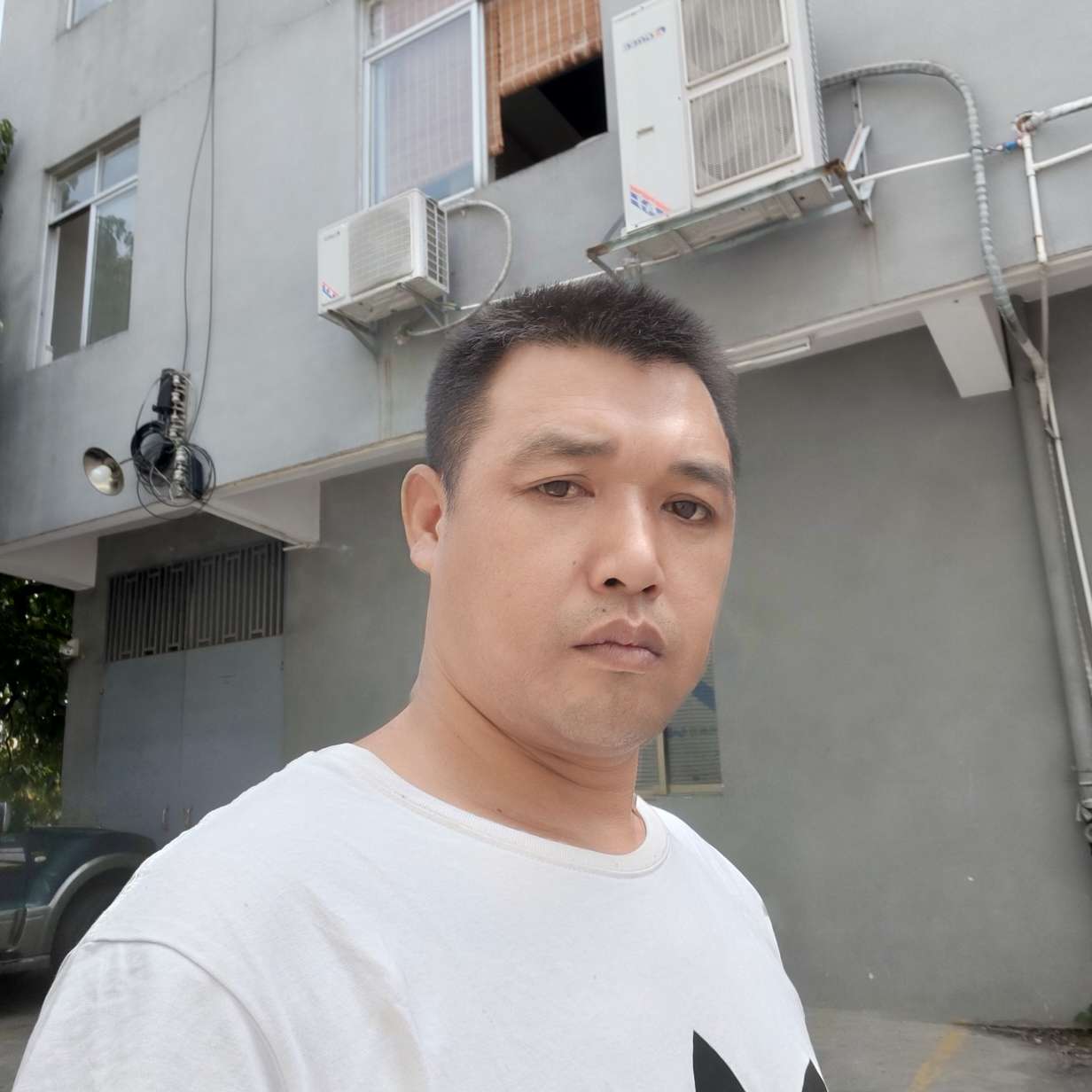 老实还大树的照片