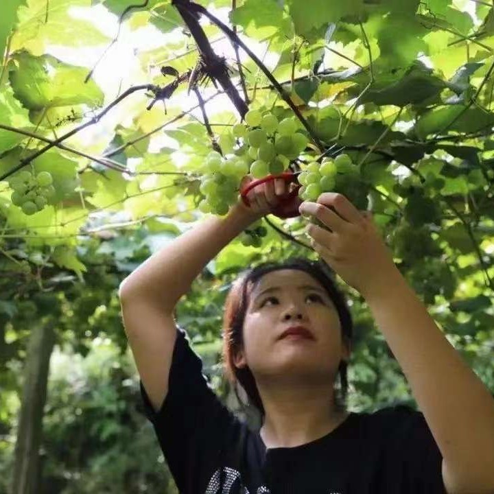 小熊猫还明理的照片