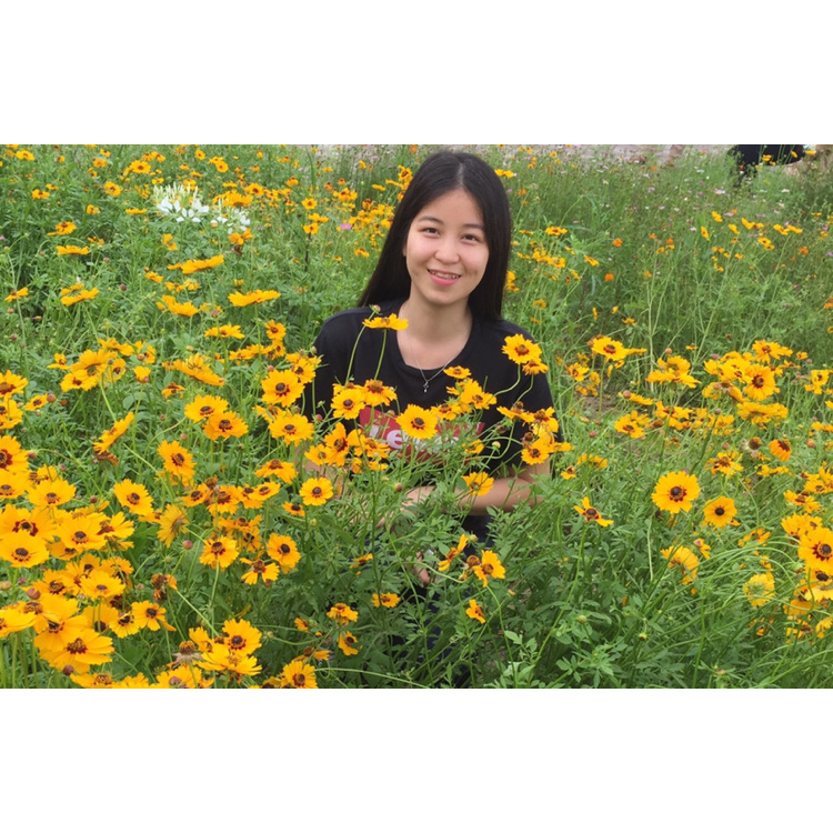 哈密瓜的西瓜的照片