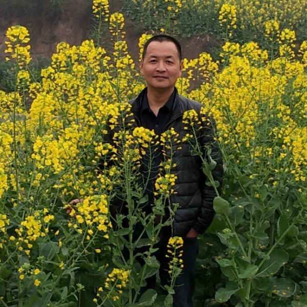 落叶的照片