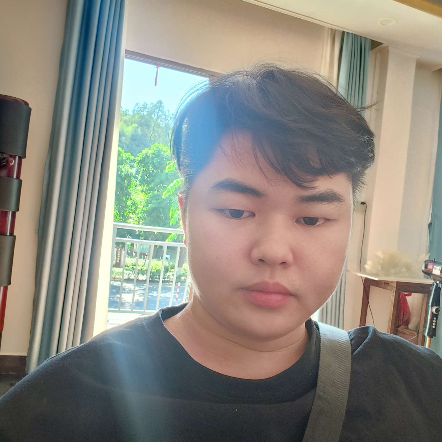 椰棕树照片