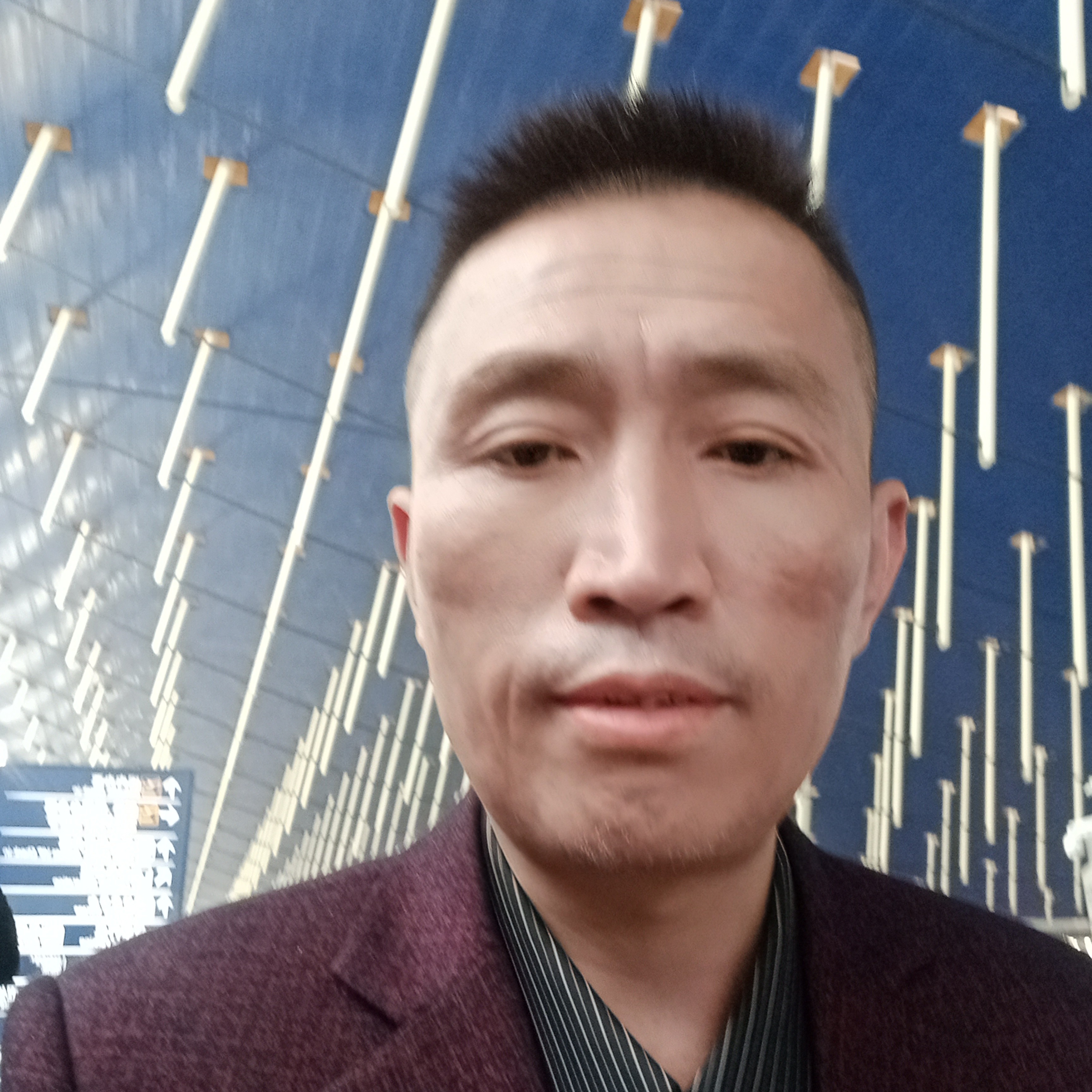 小海豚漫步辛勤的照片