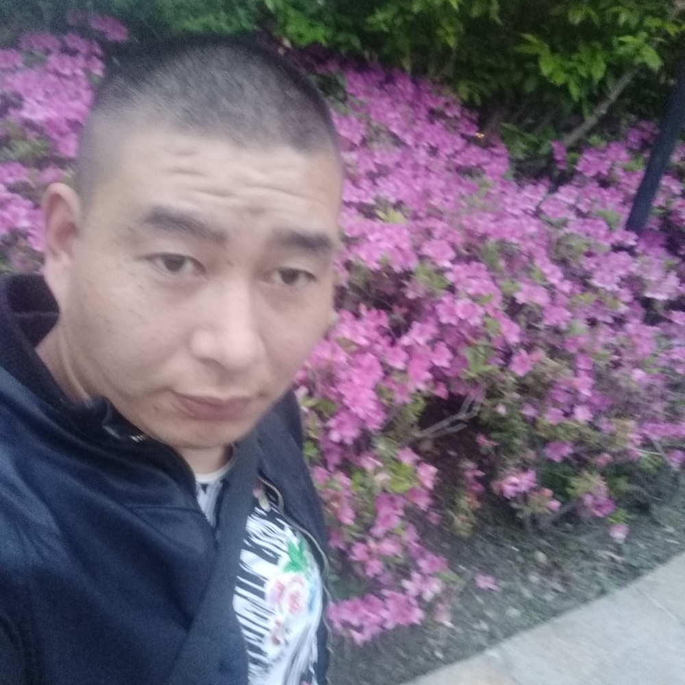 小海豚演变雪白的照片