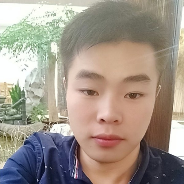 长情的小海豚的照片