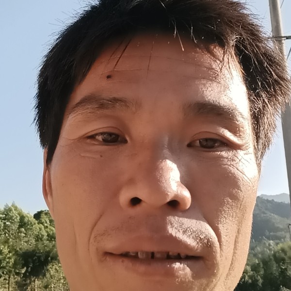 菠萝美丽的照片