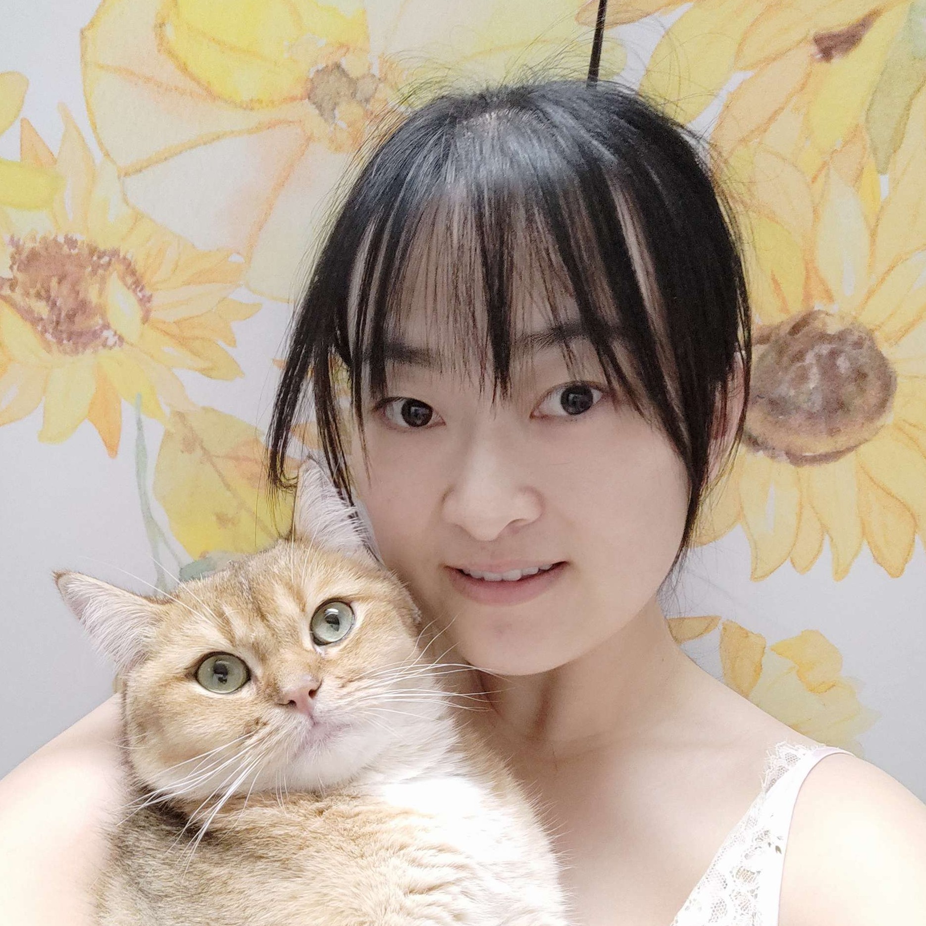 圆球雪松的照片