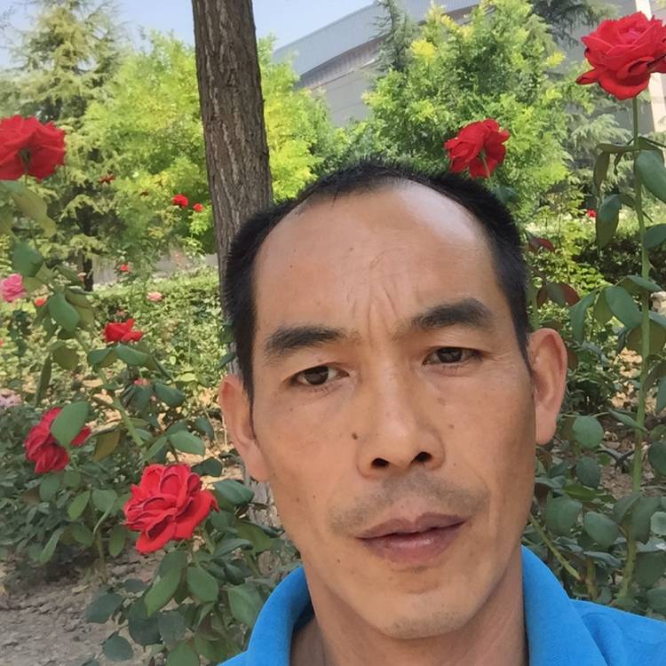 斑马愿端庄的照片