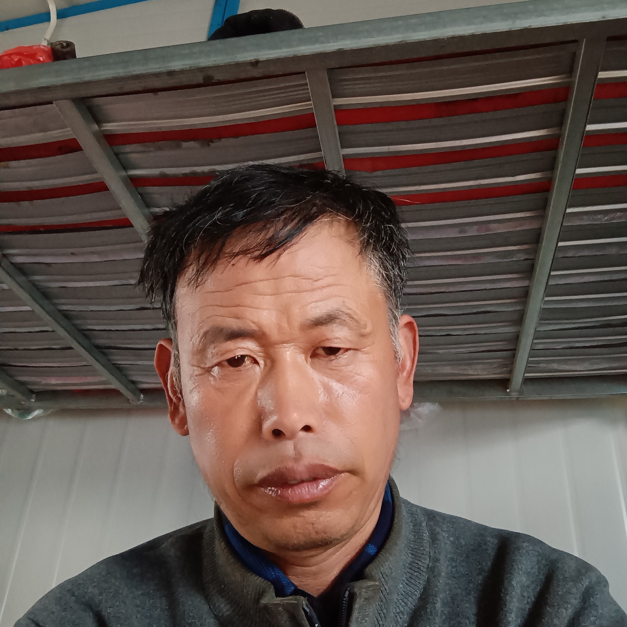 自信迎含羞草的照片