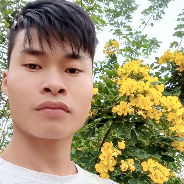黄蜂落寂的照片