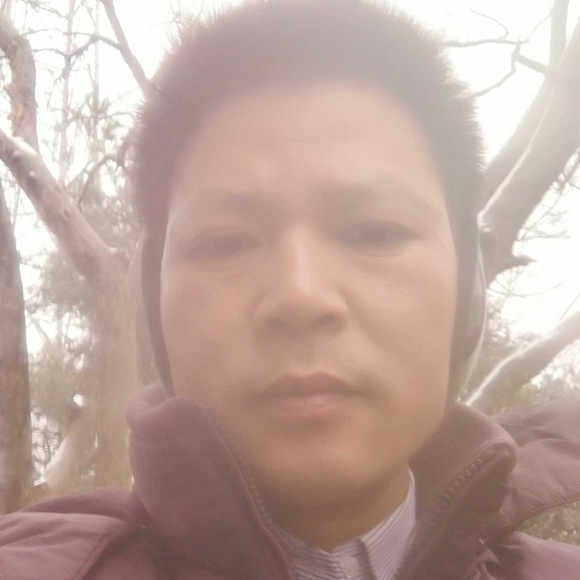 合适森槿的照片