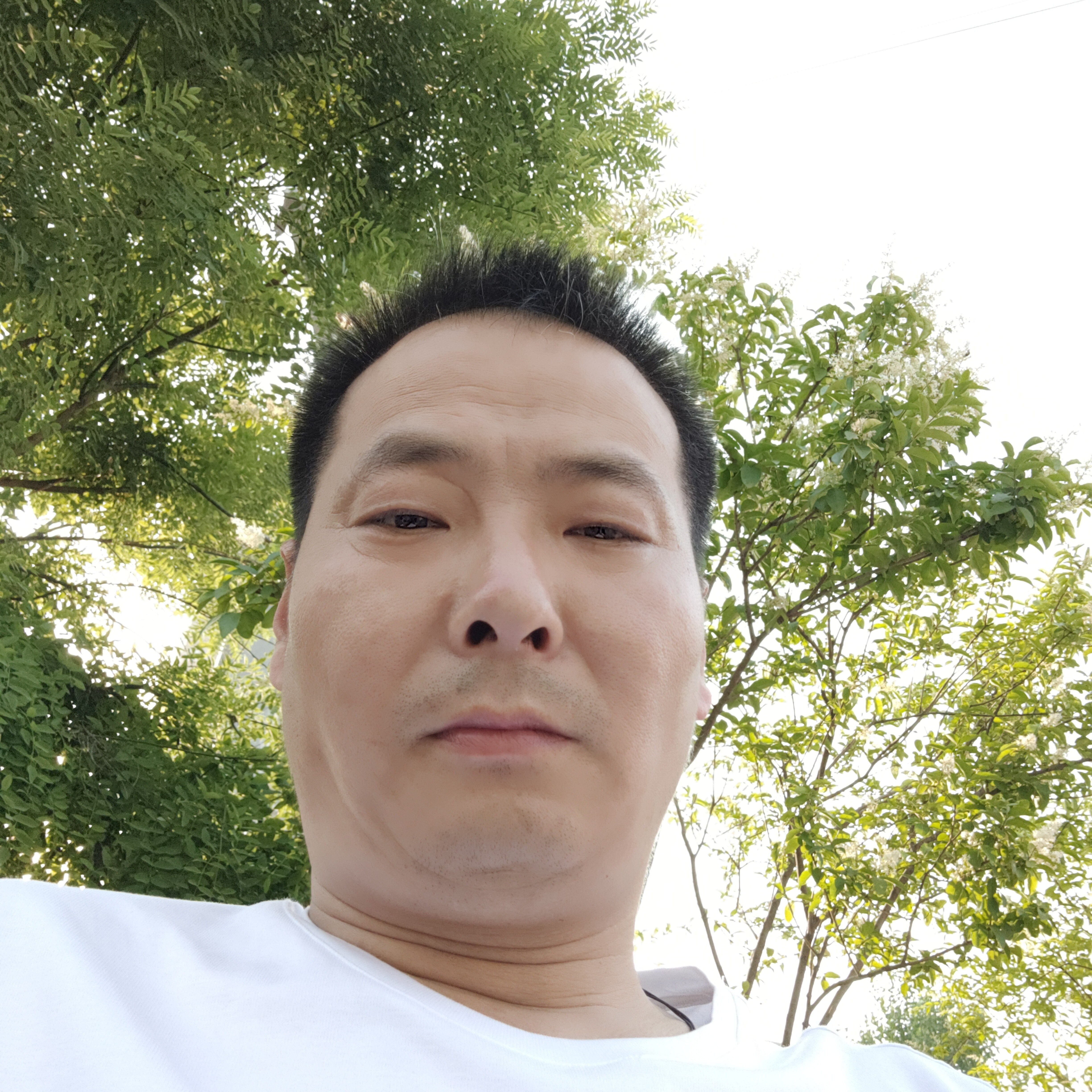 小鸽子蹁跹笑点低的照片