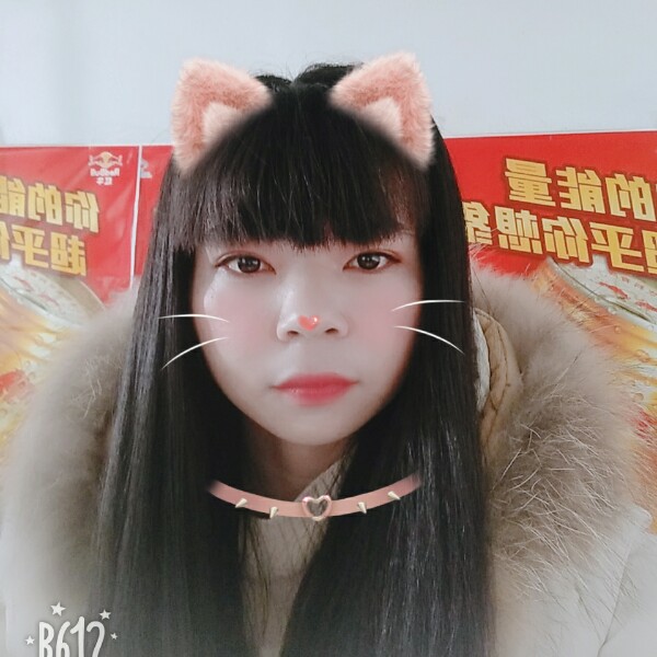 朴素乌龟的照片