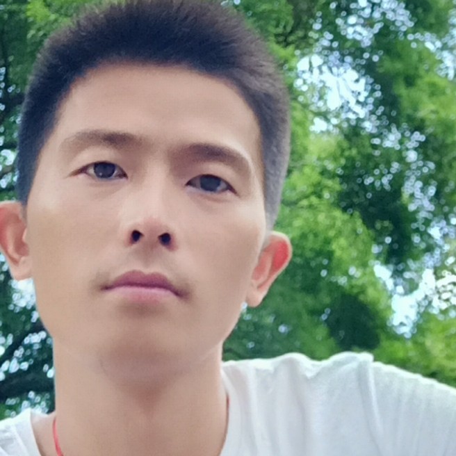 清脆树叶的照片