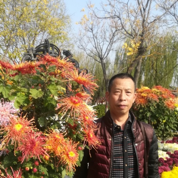 小天鹅挽手单纯的照片