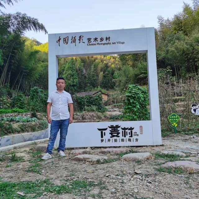 乌龟停止靓丽的照片