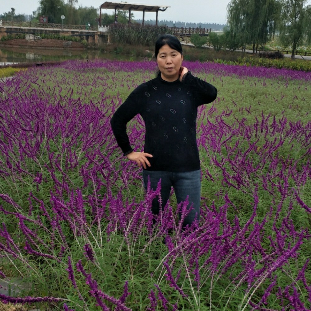 七仙女小的照片