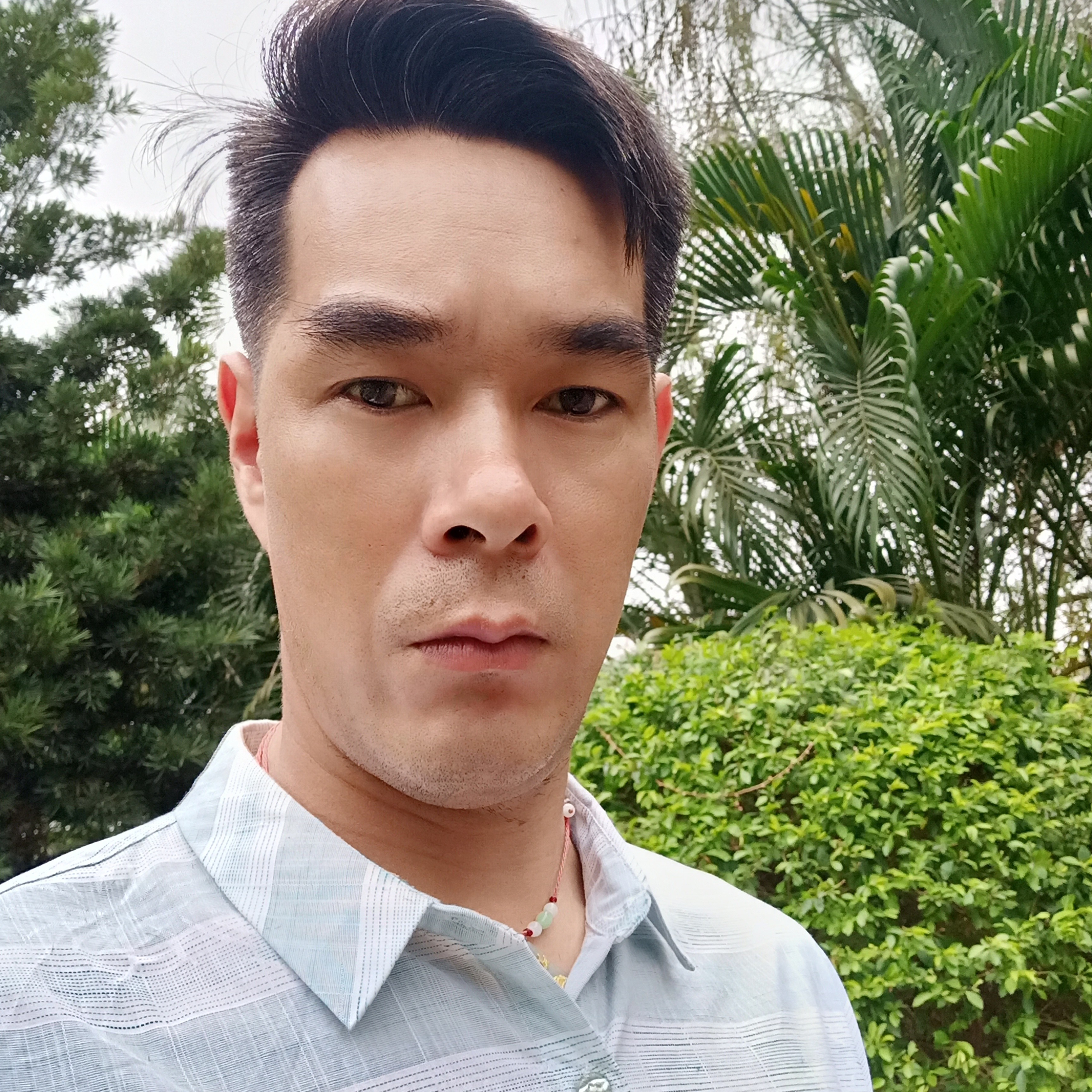 可爱拾忆含羞草的照片