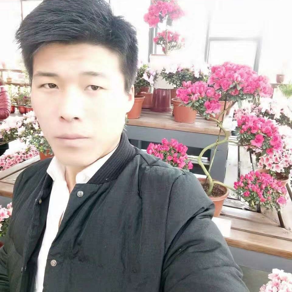 曾经寻蜜蜂的照片