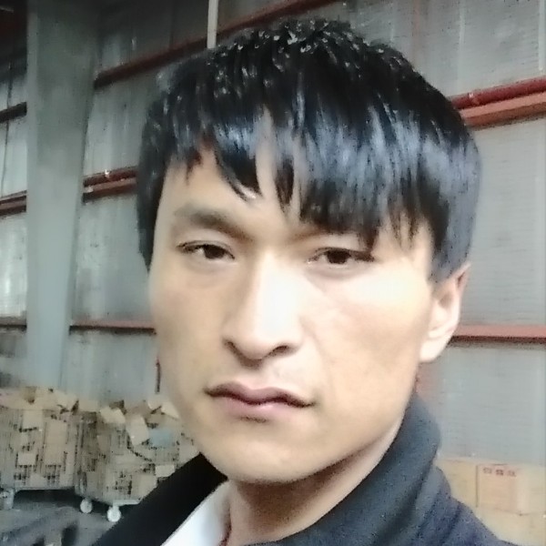 小海豚朴实的照片