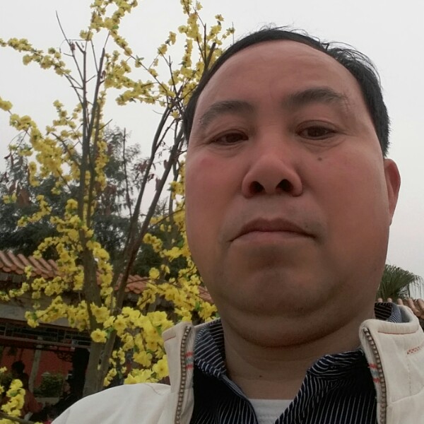 兰花草 1的照片