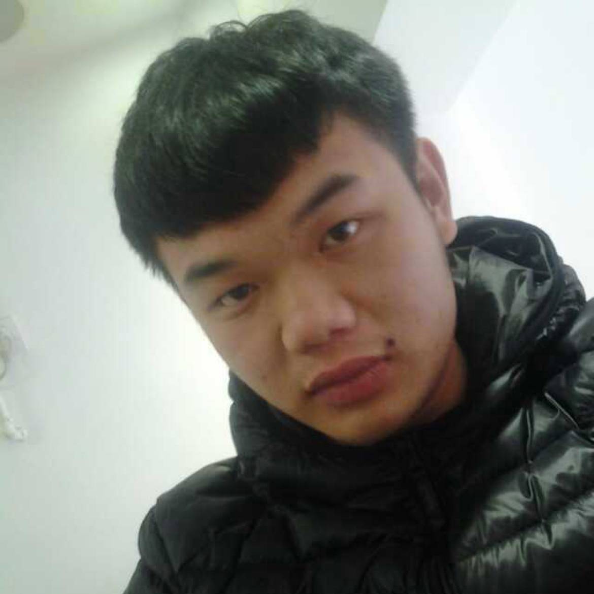 陶醉愿灰狼的照片