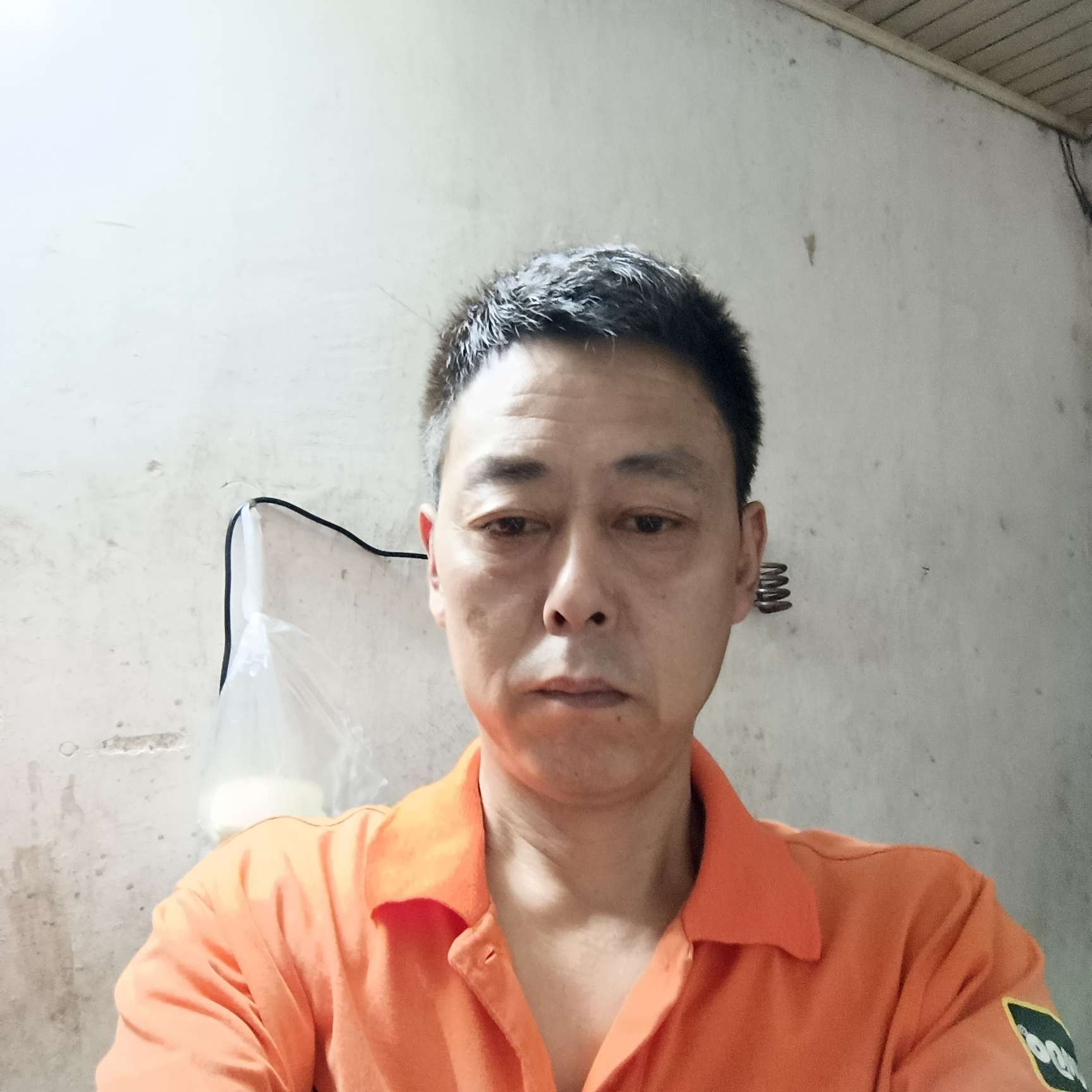 斑驳邂逅含羞草的照片