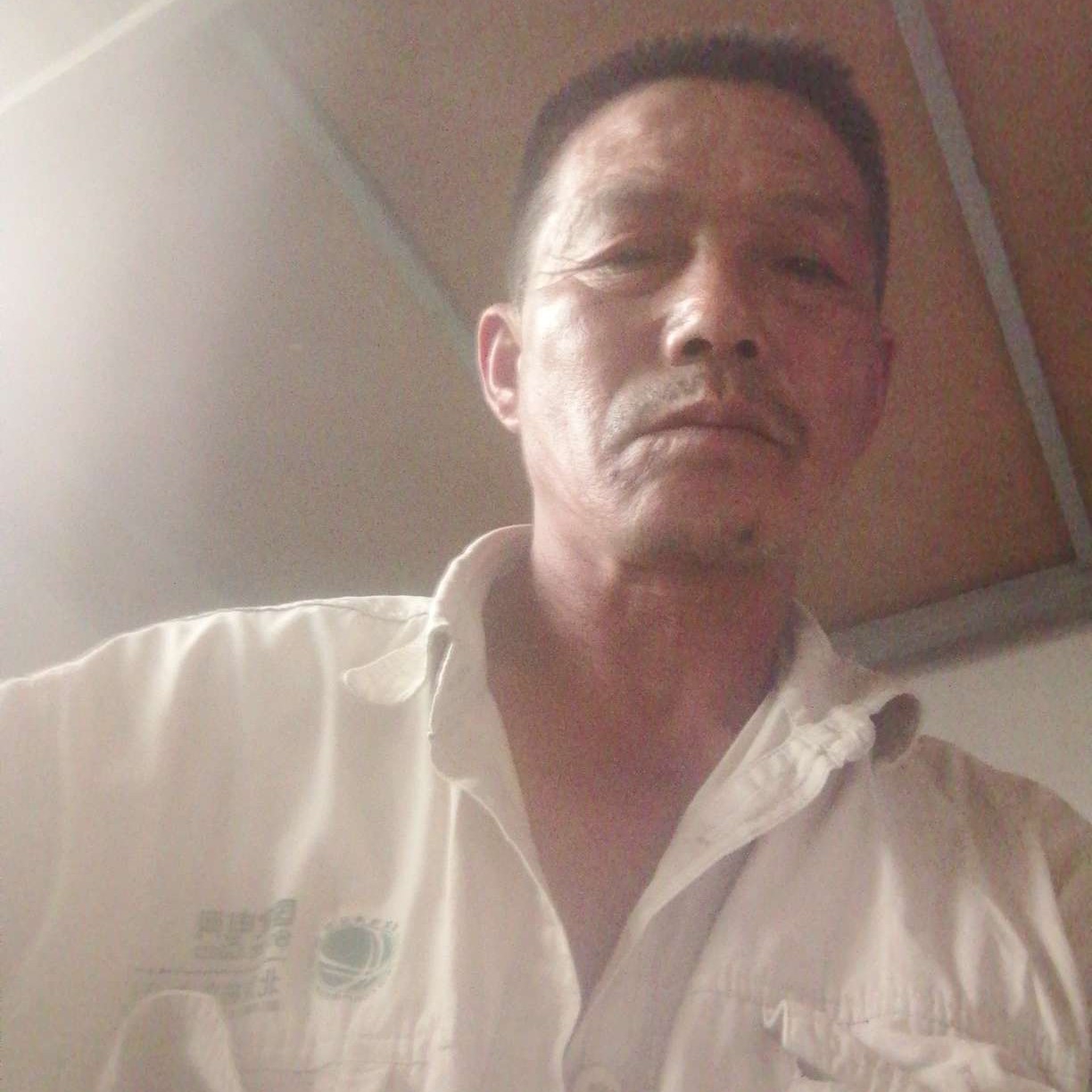 含羞草笑失眠的照片