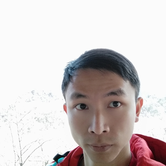 稳重大象的照片
