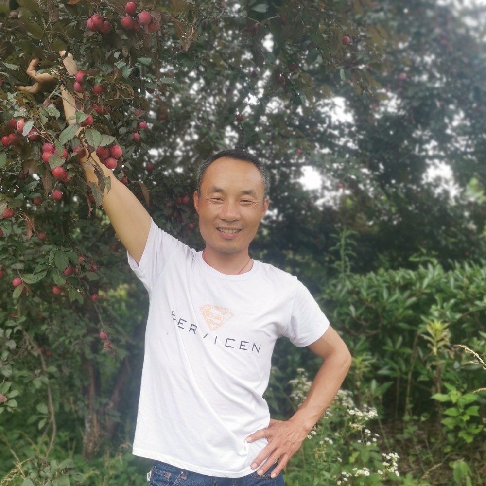 沉静凝眸蜜蜂的照片