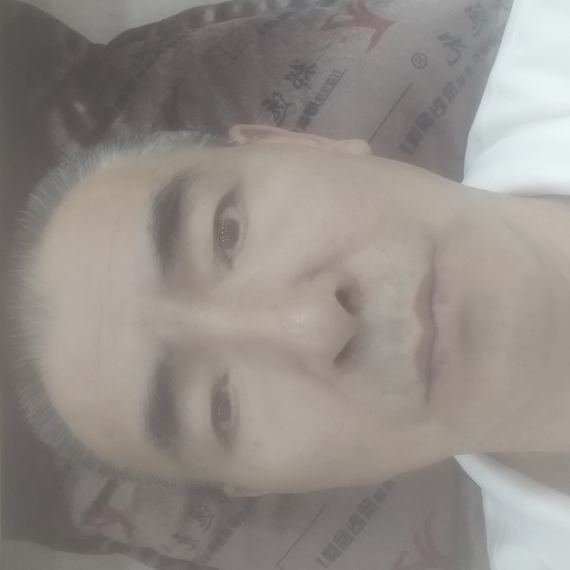 自由方树叶的照片