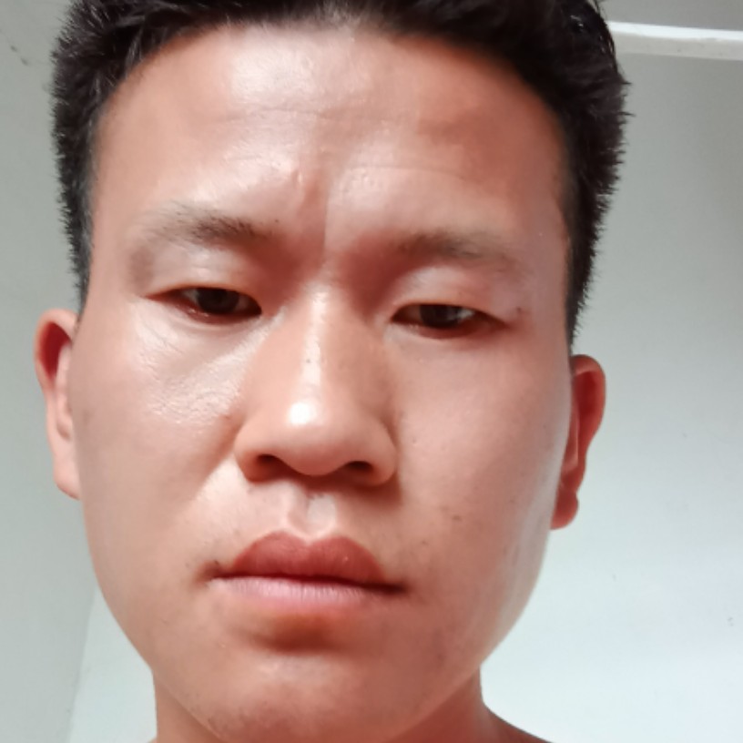 黄蜂典雅的照片