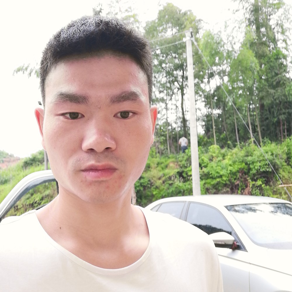 灰狼端庄的照片