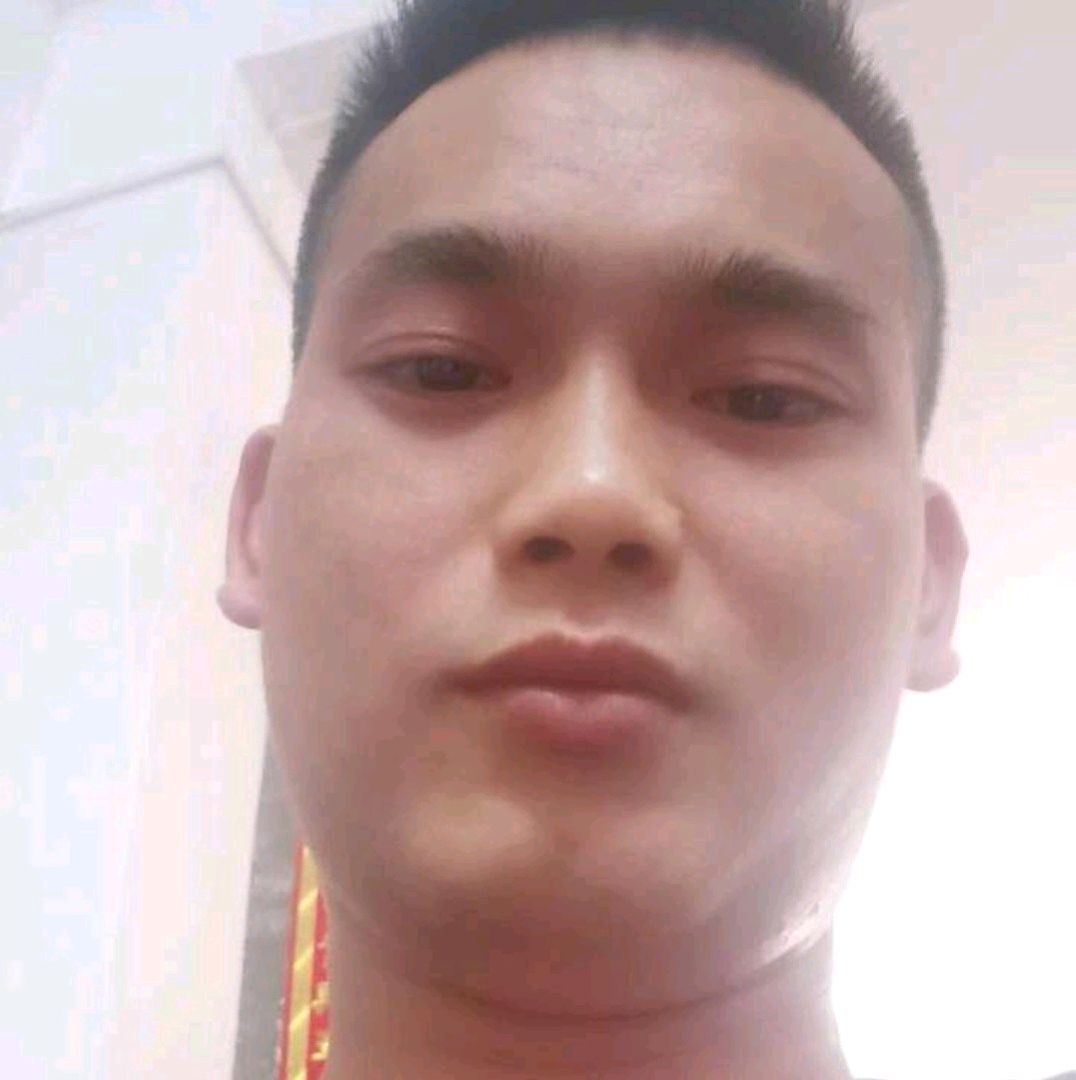 大雁漫步秀丽的照片