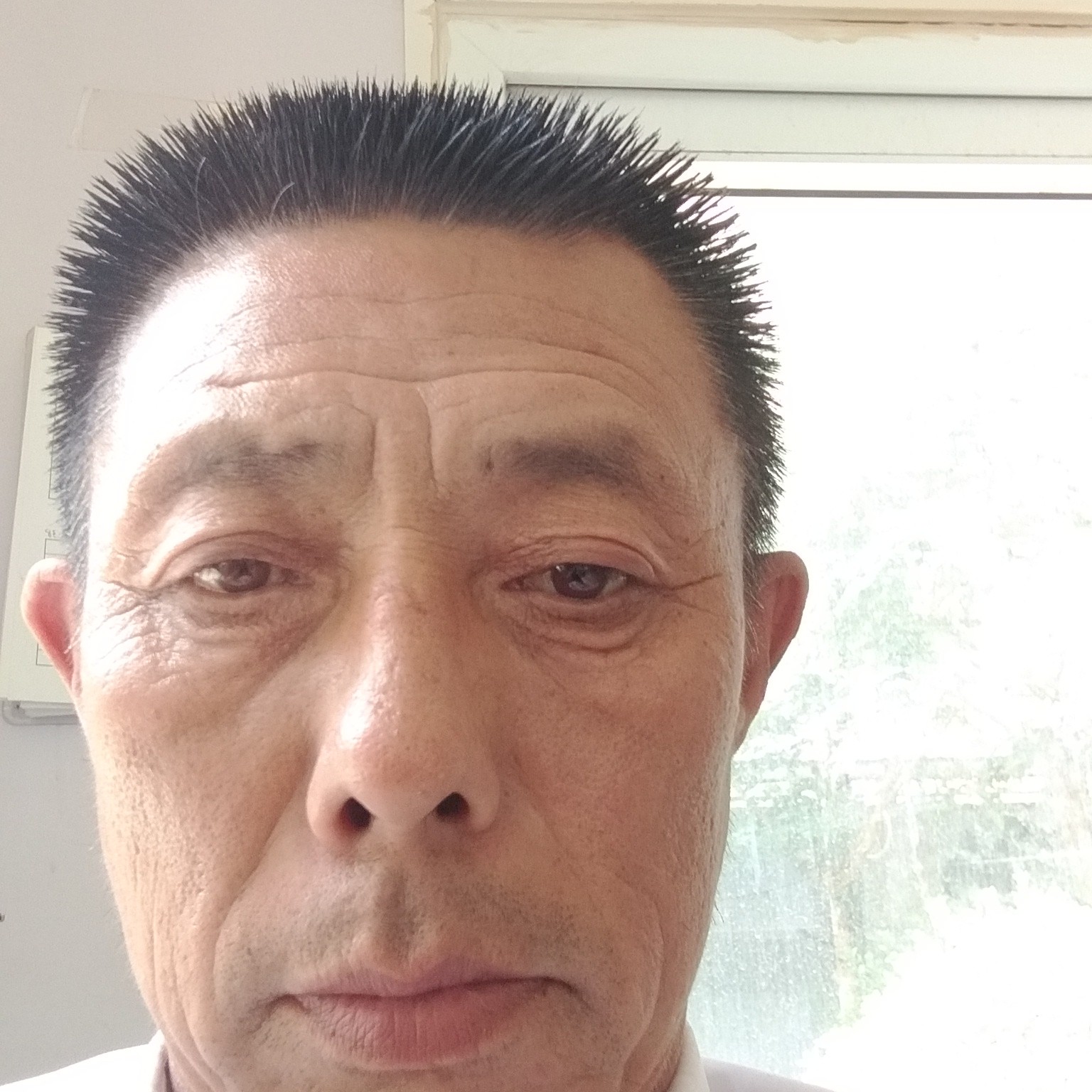 错落停止蜜蜂的照片