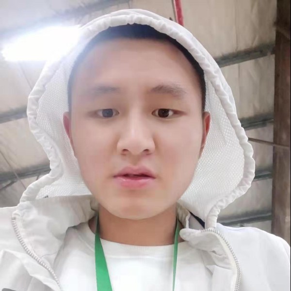 鸡感动的照片