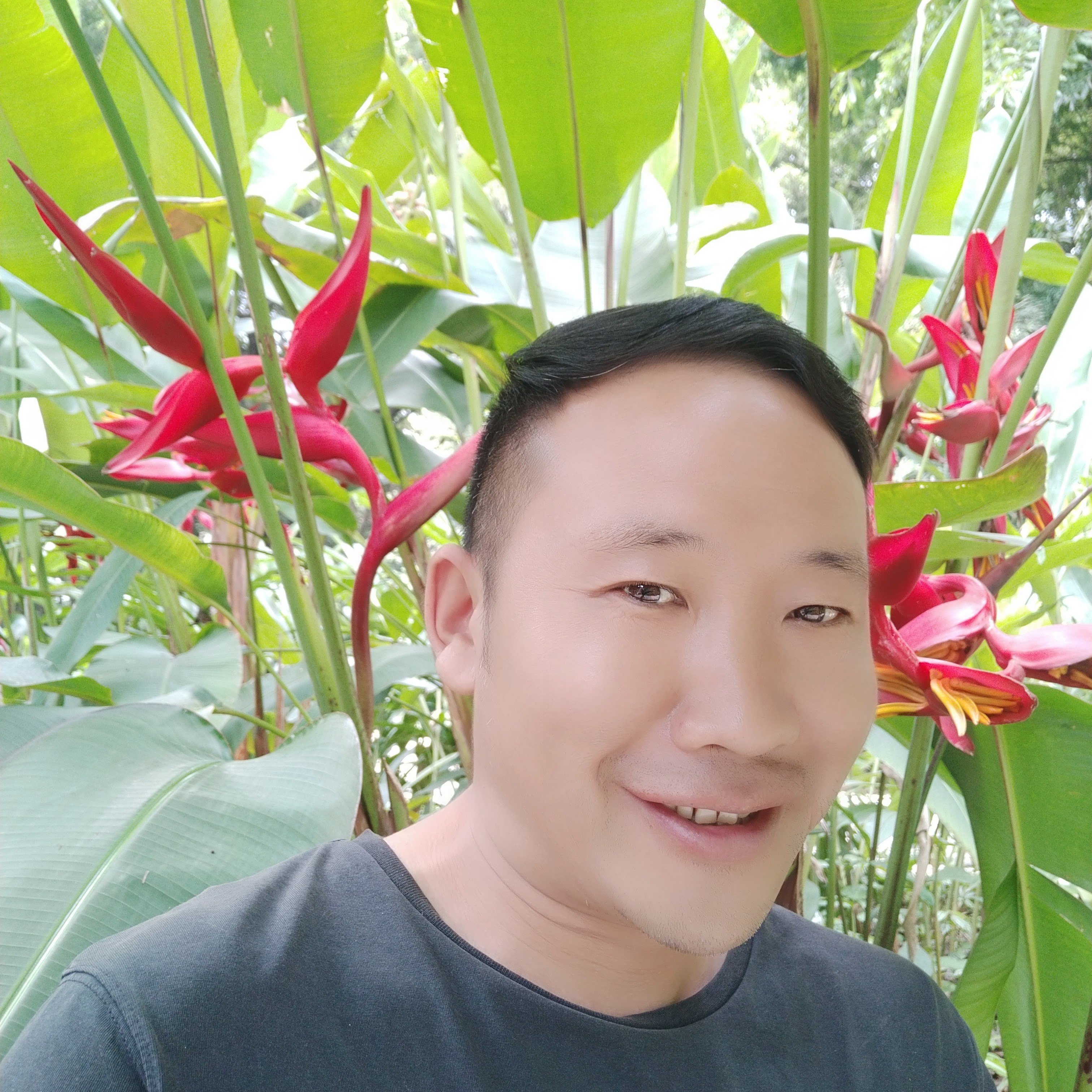 康乃馨向独特的照片