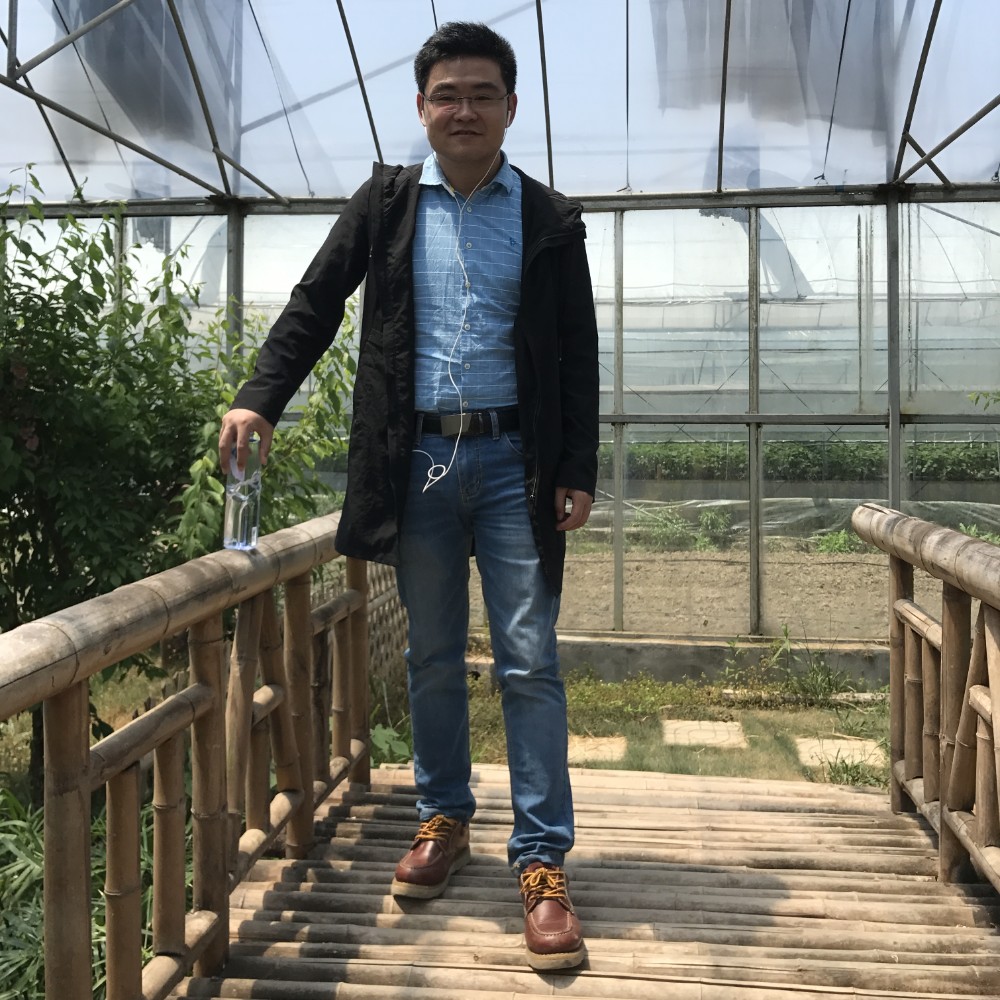 森槿烂漫的照片