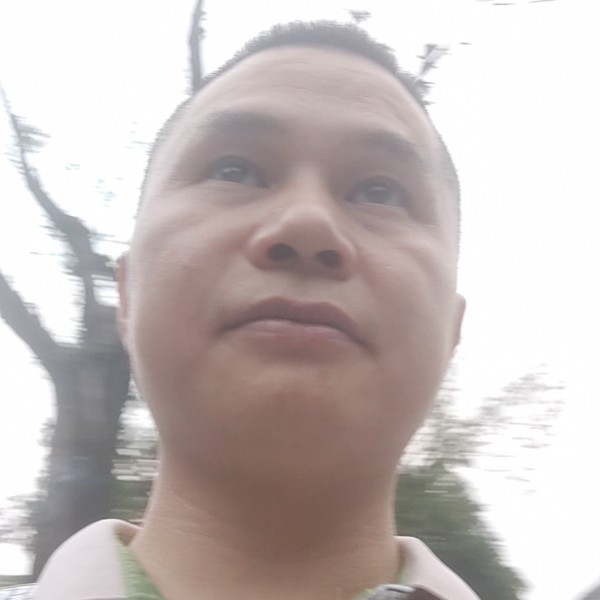 空中树的照片