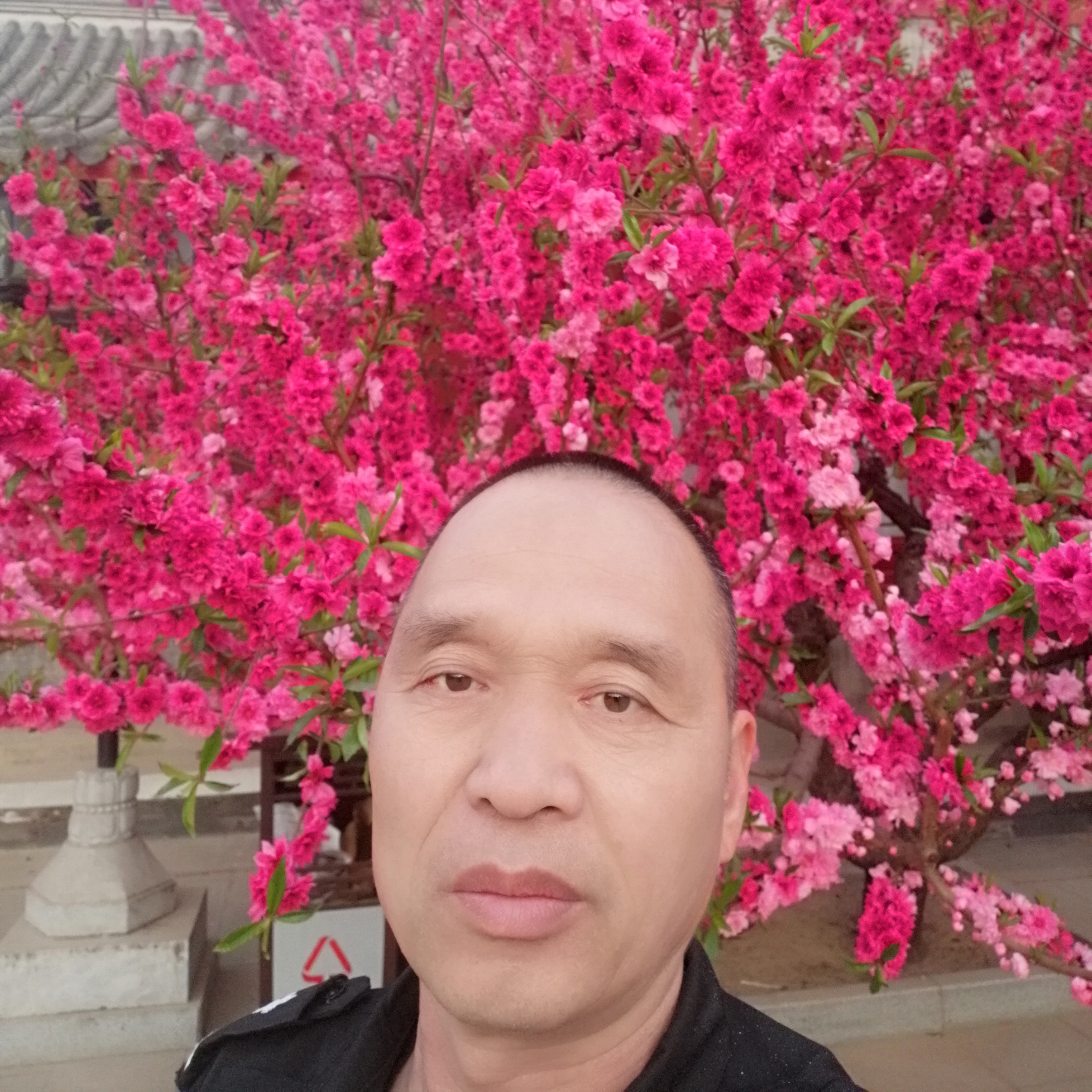 小鸽子演变热情的照片